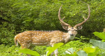 Wildlife Tour of Assam