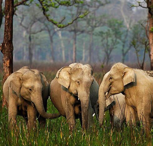Wildlife in Assam | National Parks & Wildlife Sanctuaries in Assam