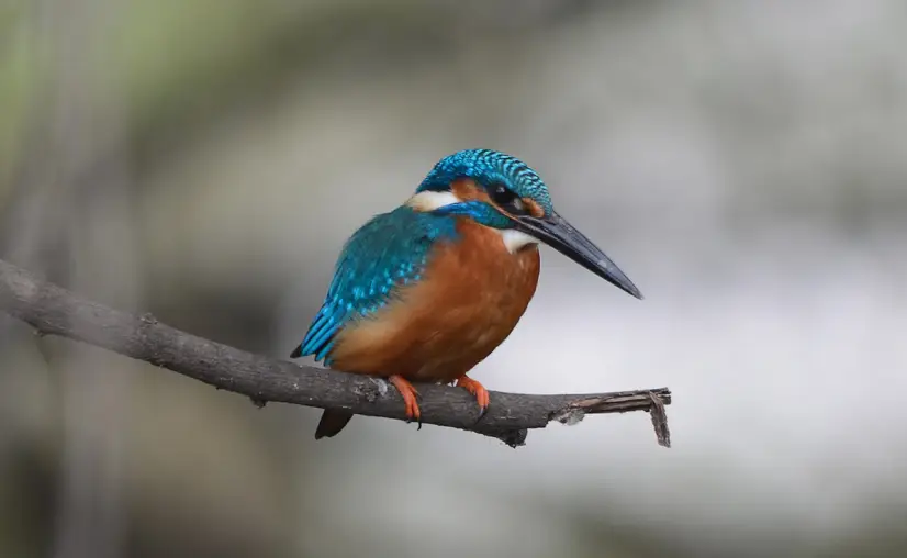 Birding in Goa | Best Places for Bird Watching in Goa | Goa Tourism