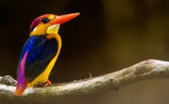 Birding in Goa