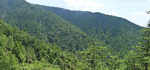 Reserve Forest Sanctuary
