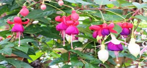 Blossom Hydel Park, Munnar