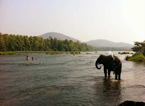 Elephant Lake Kerala