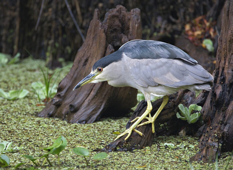 Kadalundi Bird Sanctuary Kerala