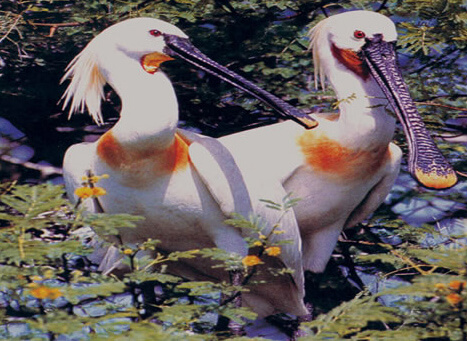 Kadalundi Bird Sanctuary Kozhikode, Kerala