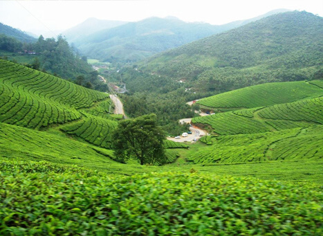 Kannan Devan Tea Museum, Munnar