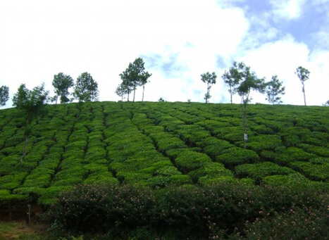 Kannan Devan Tea Museum Munnar, Kerala