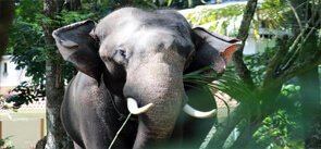 Kodanad Elephant Training Center Kerala