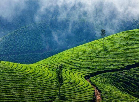 Kolukkumalai Tea Estate Munnar