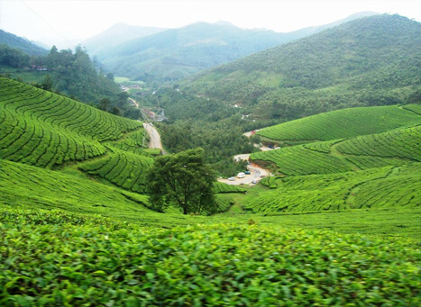 Kolukkumalai Tea Estate Kerala