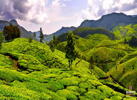 Kolukkumalai Tea Estate Munnar, Kerala