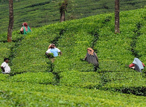 Kolukkumalai Tea Estate, Munnar