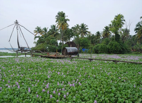 Kumbalangi Integrated Tourism Village Kochi