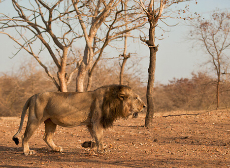 Lions Park Kozhikode