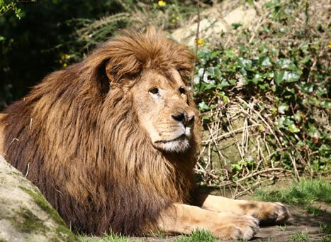 Lions Park Kozhikode Best Amusement Park In Kozhikode Kerala Lions Park Kozhikode Best Amusement Park In Kozhikode Kerala