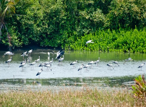 Mangalavanam Bird Sanctuary Kochi