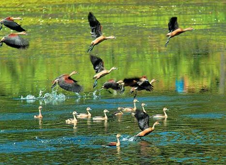 Mangalavanam Bird Sanctuary Kerala