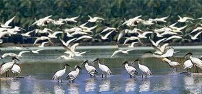 Mangalavanam Bird Sanctuary Kerala