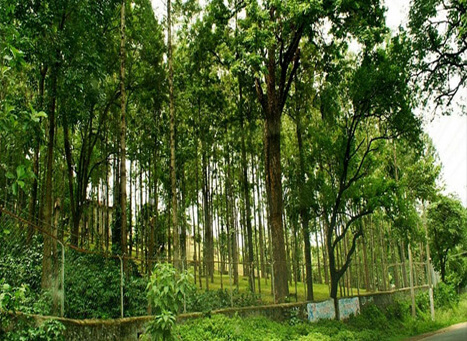 Marayoor Sandalwood Forest Munnar