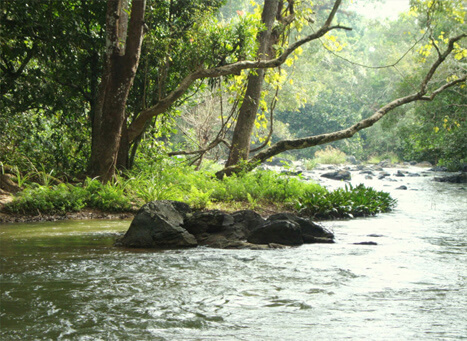 Marayoor Sandalwood Forest, Kerala