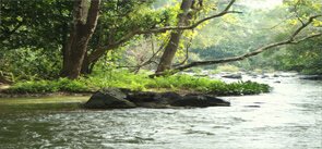 Marayoor Sandalwood Forest, Munnar