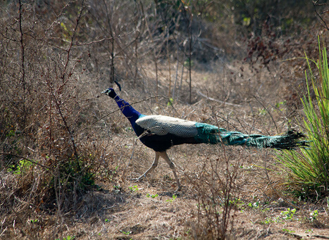 Pakshipathalam Bird Sanctuary Wayanad, Kerala