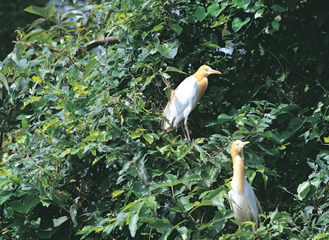 Pakshipathalam Bird Sanctuary, Wayanad