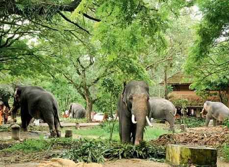 Punnathur Kotta Elephant Sanctuary Kerala