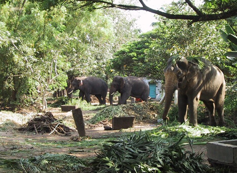 Punnathur Kotta Elephant Sanctuary Thrissur