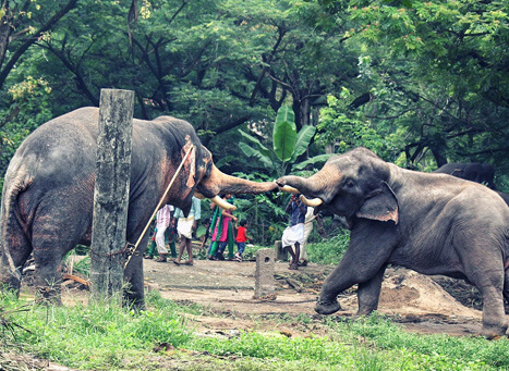 Punnathur Kotta Elephant Sanctuary Kottapadi