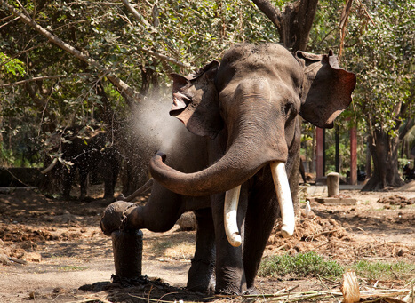 Punnathur Kotta Elephant Sanctuary Iringaprom