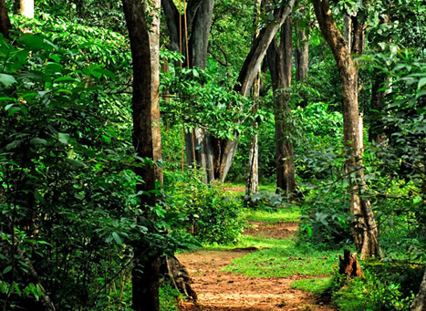 Shenduruny Wildlife Sanctuary Kollam, Kerala