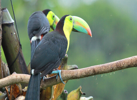 Thattekad Bird Sanctuary Kodhamangalam