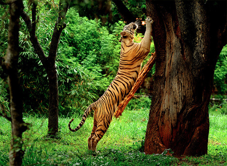 Wayanad Wildlife Sanctuary