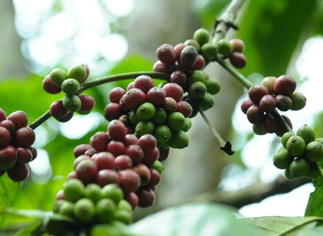 Ayurveda in Thekkady