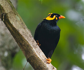 Kerala Wildlife Tour Guide - National Parks & Wildlife Sanctuaries