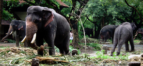 Elephant Park Guruvayoor, Kerala