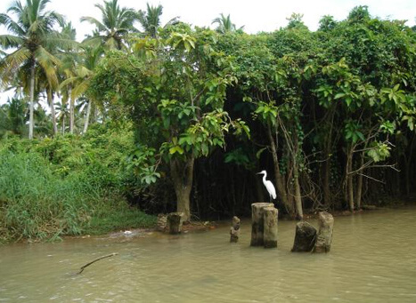 Karamana River, Thiruvananthapuram