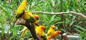 Kumarakom Bird Sanctuary, Kerala