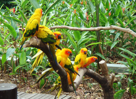 Kumarakom Bird Sanctuary