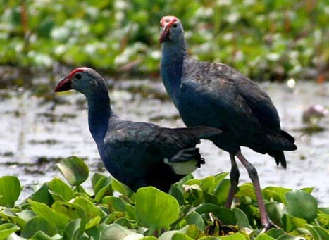 Kumarakom Bird Sanctuary Kottayam, Kerala