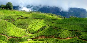 Munnar City