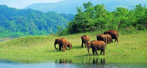Periyar Wildlife Sanctuary Kerala