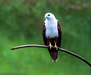 Thattekad Bird Sanctuary, Kerala