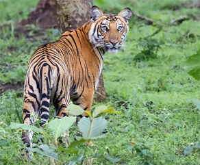 Tiger Reserves in Kerala