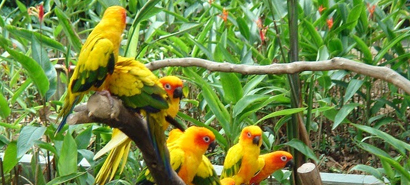 Top Tourist Attractions Kumarakom