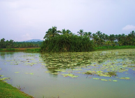 Vellayani Lake Thiruvananthapuram