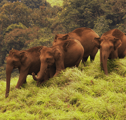 Wildlife Tourism in Kerala