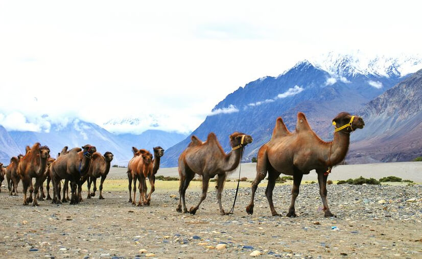 ladakh camel safari