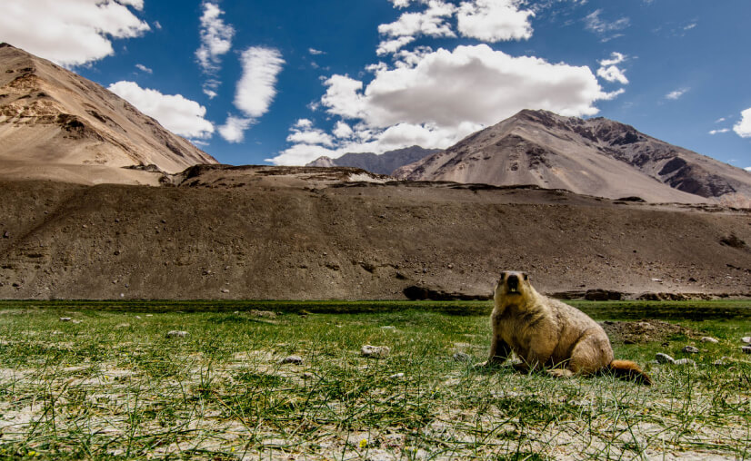 Ladakh Wildlife | Popular National Parks & Wildlife Tours in Ladakh